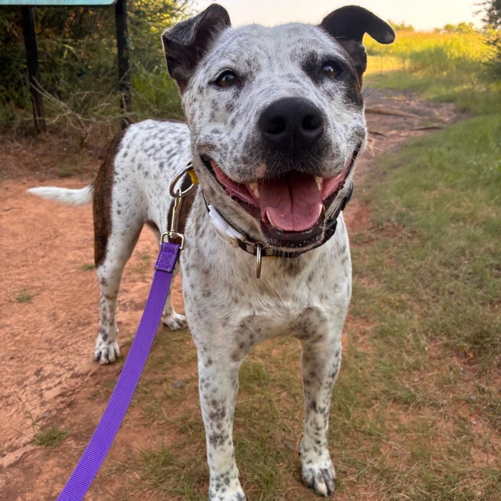 Clyde, a Adoptable Pit Bull Terrier in Norman, OK image 4/6