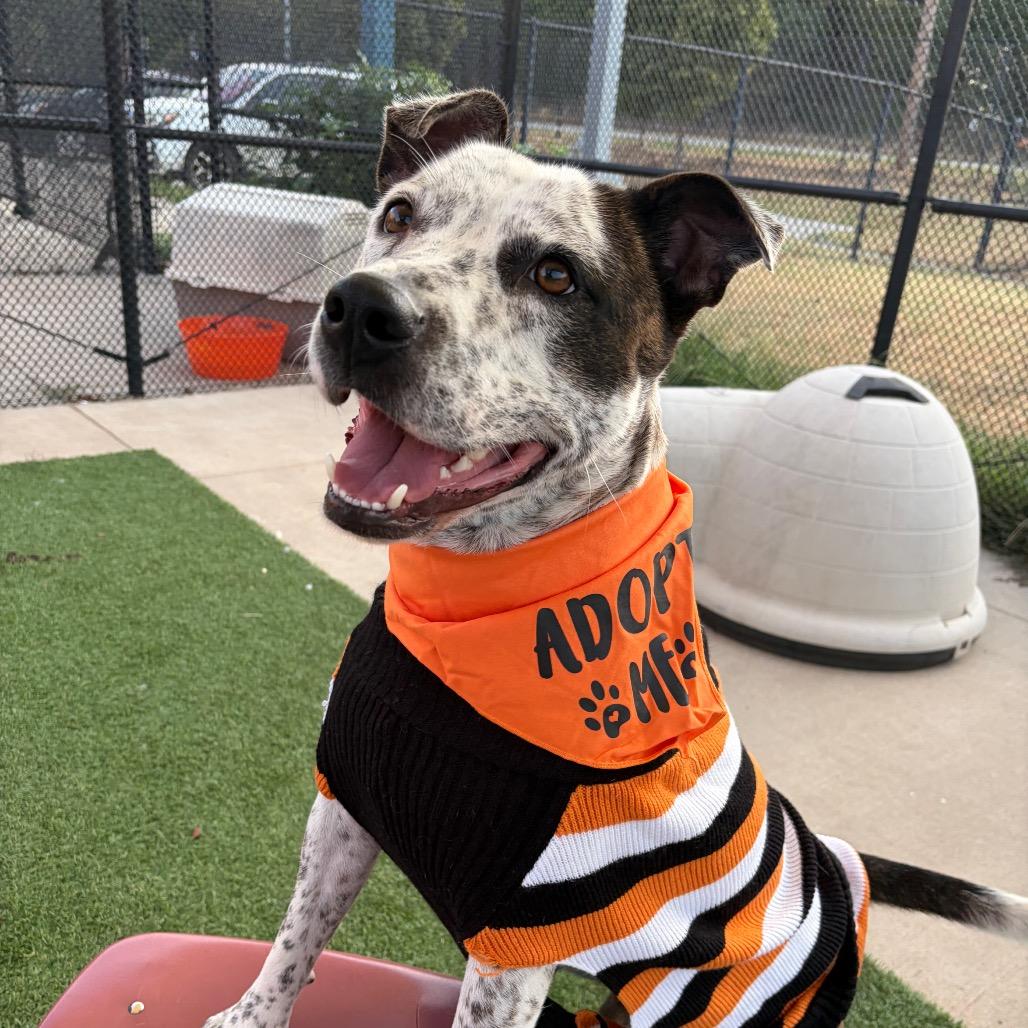 Enlarge Clyde, a Adoptable Pit Bull Terrier in Norman, OK image 4/6