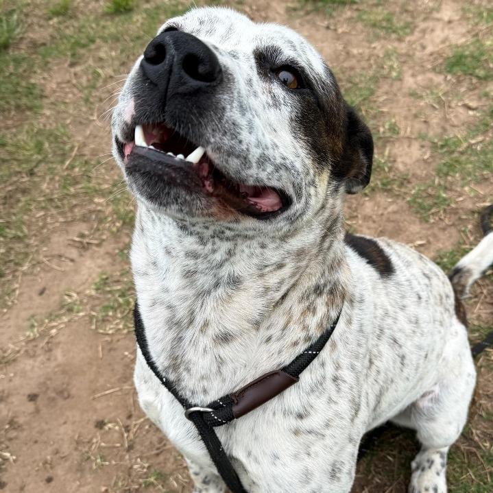 Clyde, a Adoptable Pit Bull Terrier in Norman, OK image 5/6