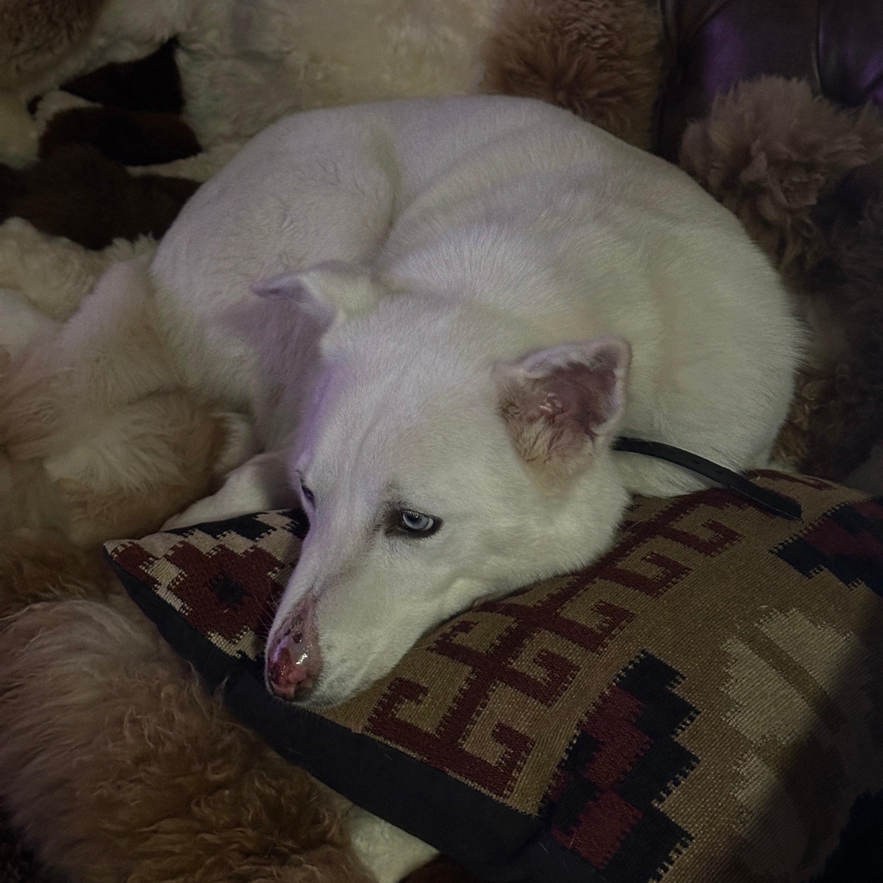 Enlarge Luna - Your One and Only, a Adoptable mixed breed in Fort Worth, TX image 2/6