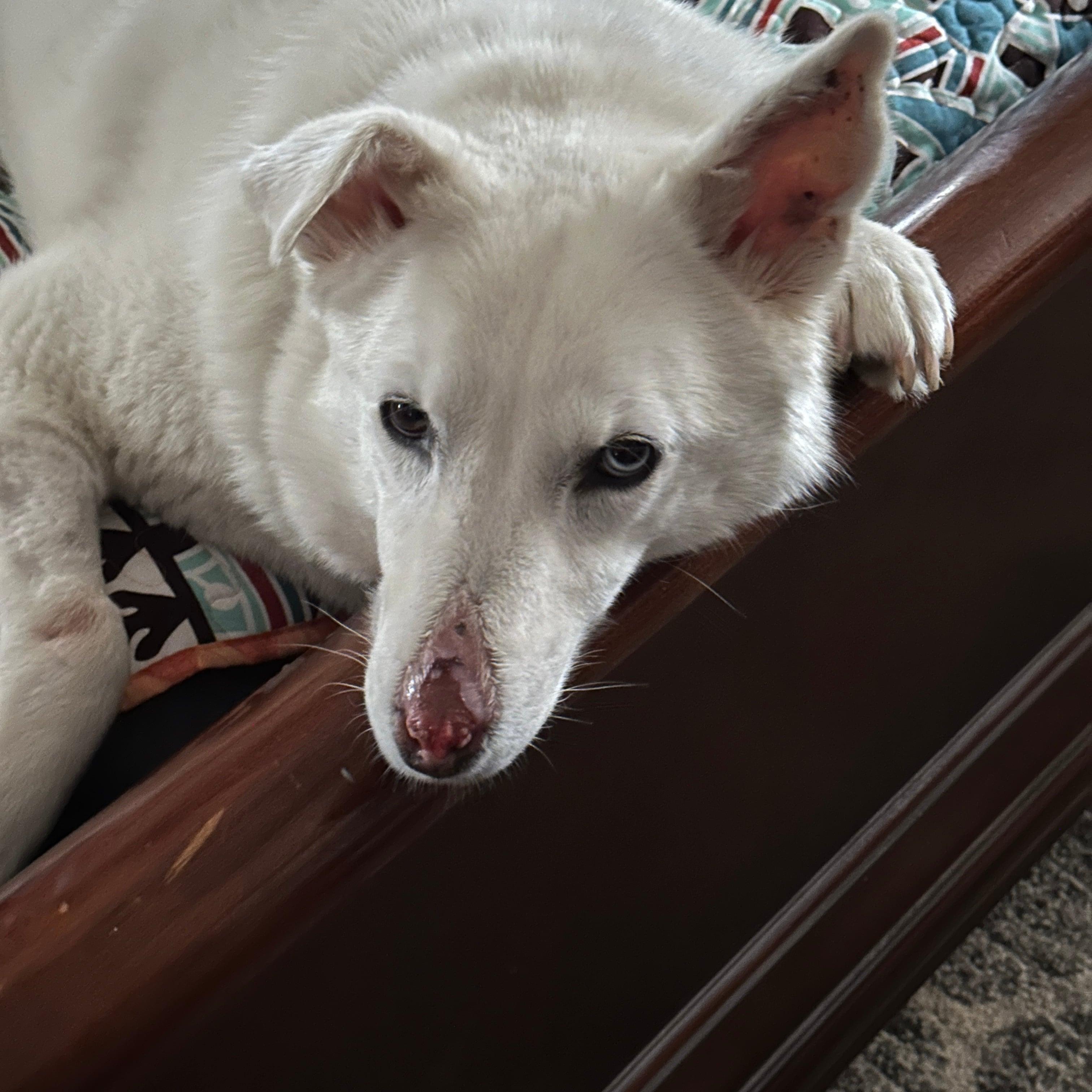 Enlarge Luna - Your One and Only, a Adoptable mixed breed in Fort Worth, TX image 3/6