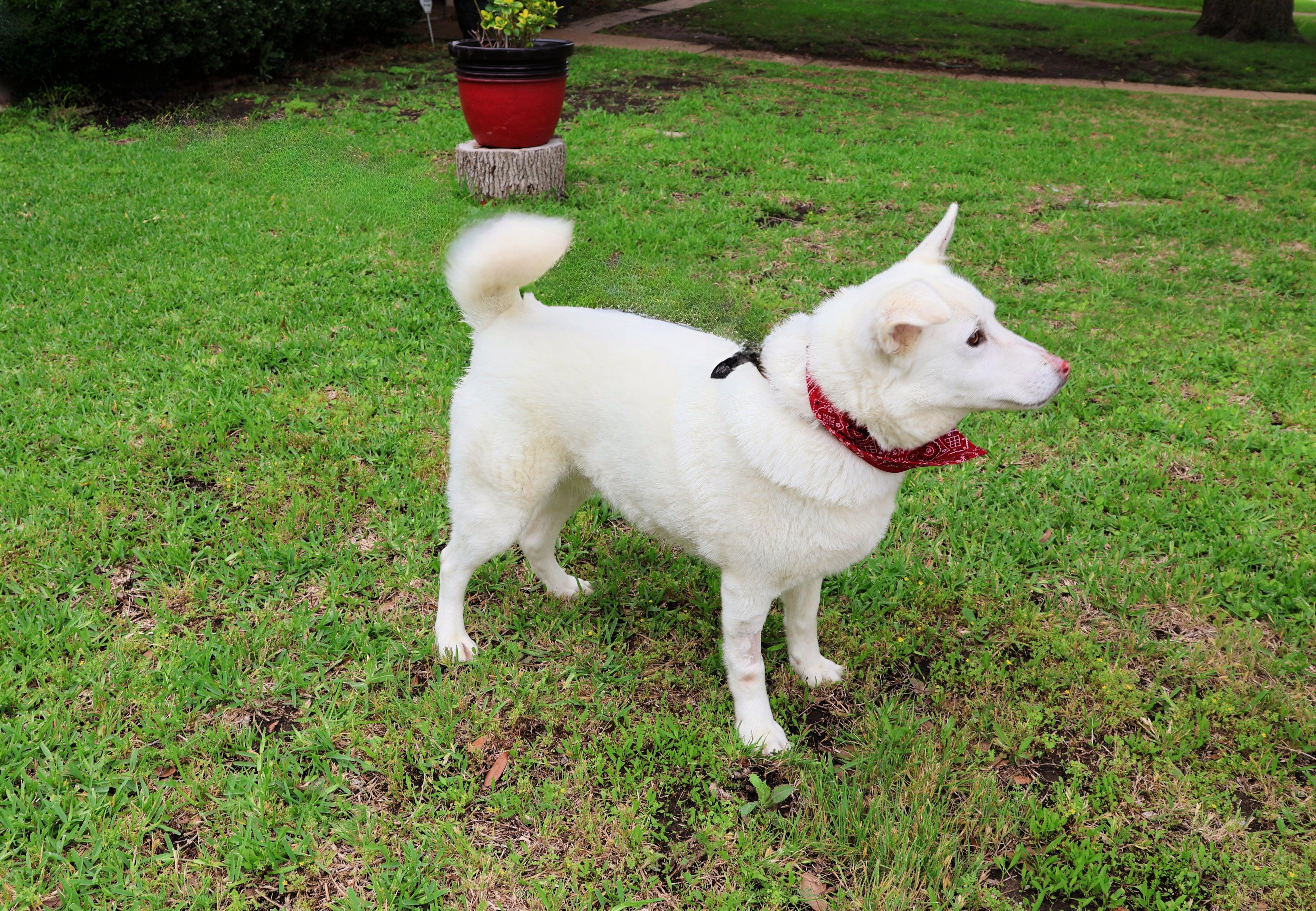 Enlarge Luna - Your One and Only, a Adoptable mixed breed in Fort Worth, TX image 4/6