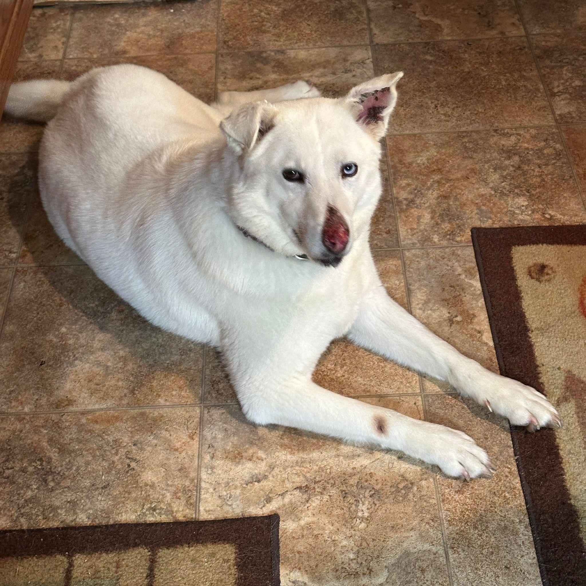 Enlarge Luna - Your One and Only, a Adoptable mixed breed in Fort Worth, TX image 5/6