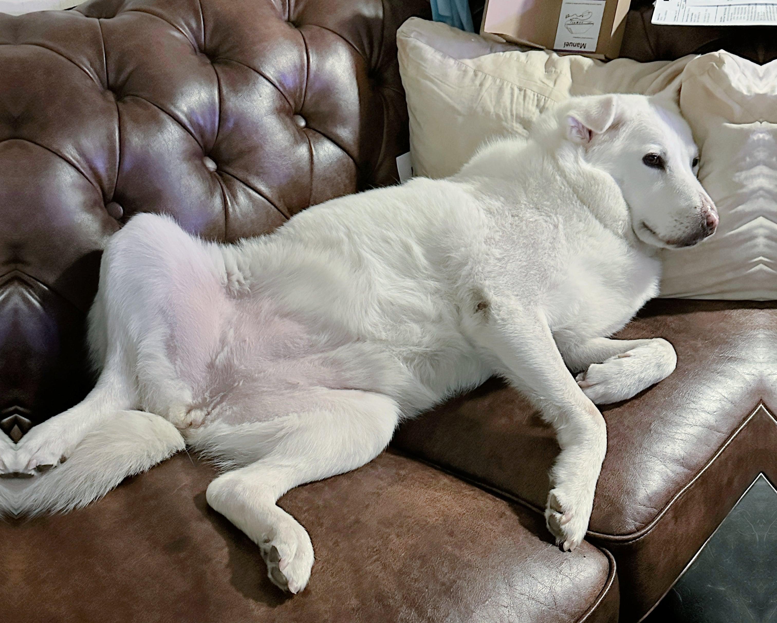 Enlarge Luna - Your One and Only, a Adoptable mixed breed in Fort Worth, TX image 1/6