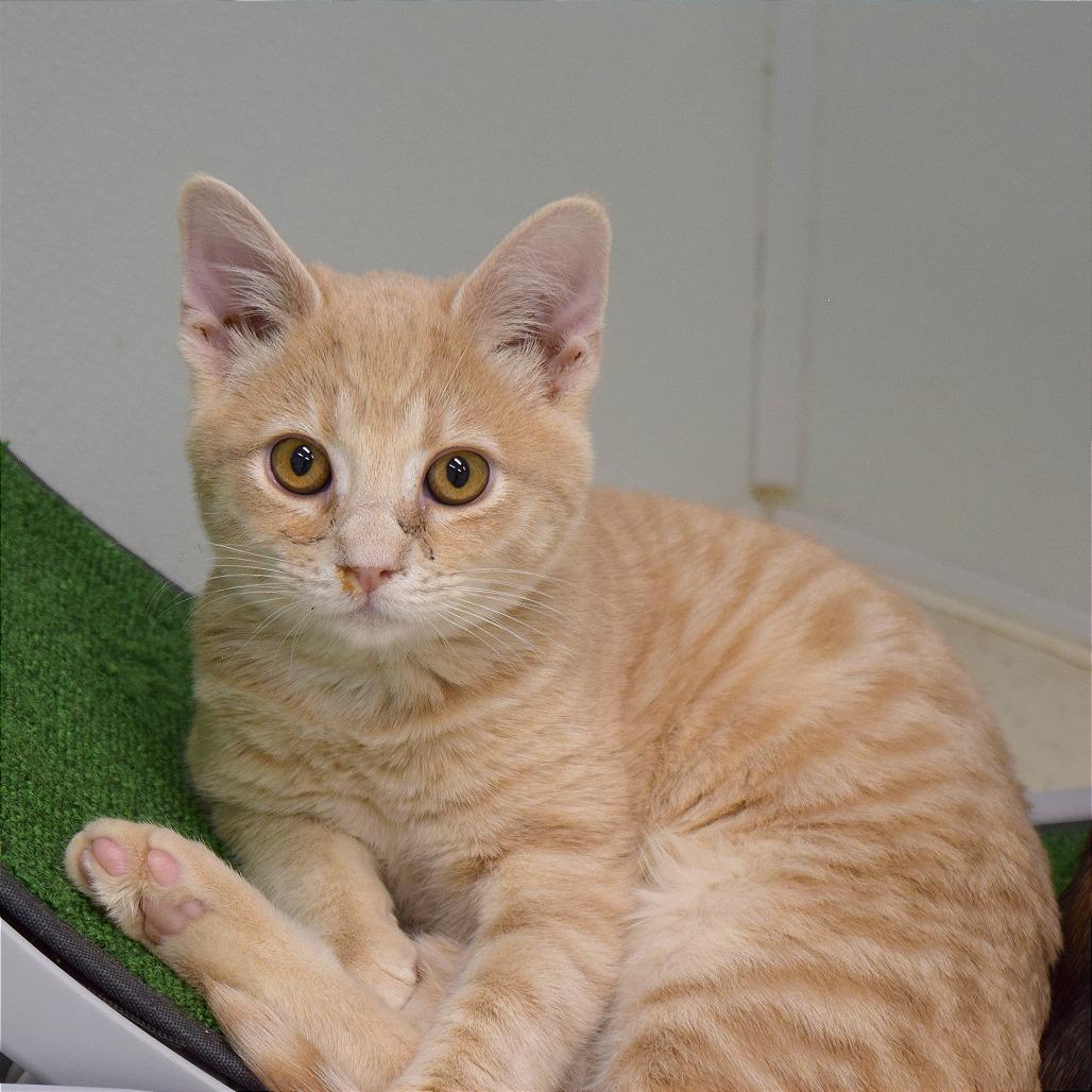 Foxy, Adoptable, Young Male Domestic Medium Hair.