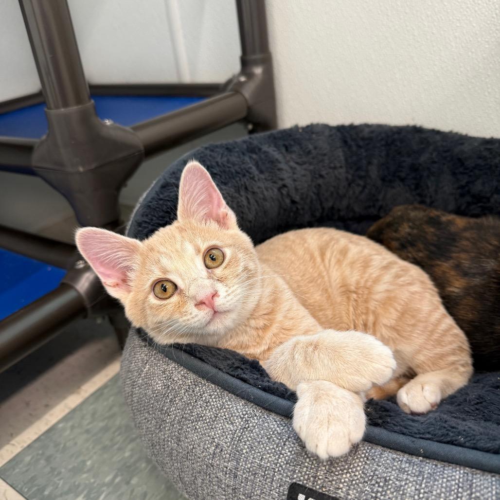 Enlarge Foxy, a Adoptable Domestic Medium Hair in Mount Shasta, CA image 2/6