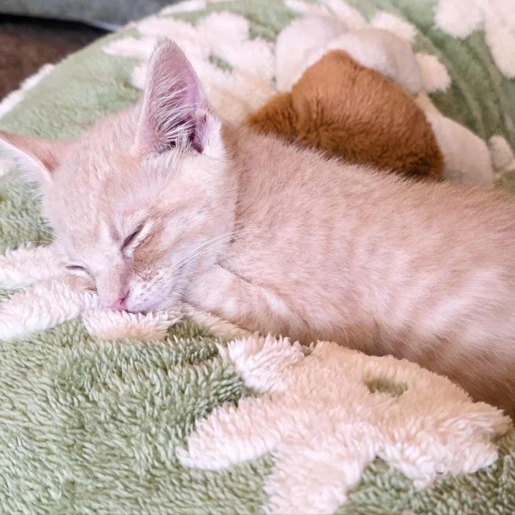 Enlarge Foxy, a Adoptable Domestic Medium Hair in Mount Shasta, CA image 3/6