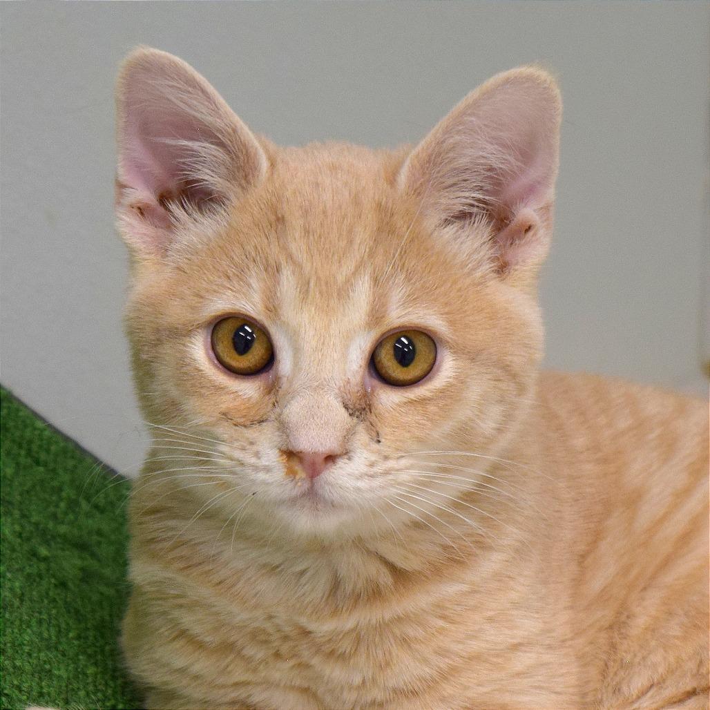 Enlarge Foxy, a Adoptable Domestic Medium Hair in Mount Shasta, CA image 4/6