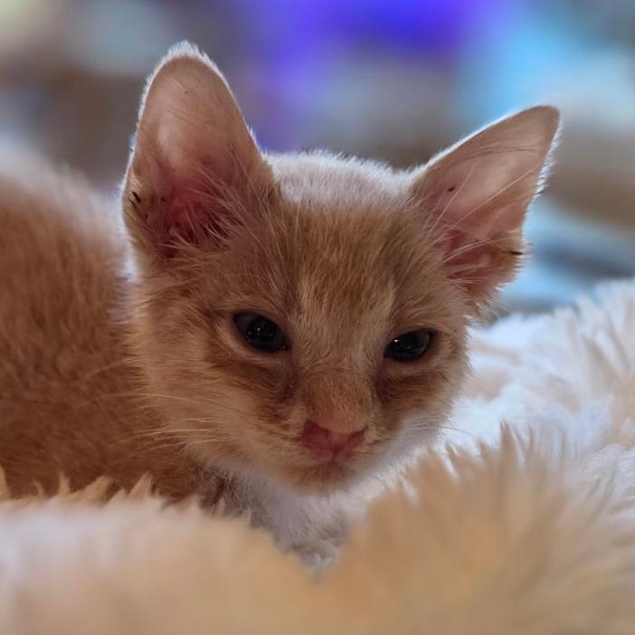 Enlarge Foxy, a Adoptable Domestic Medium Hair in Mount Shasta, CA image 5/6