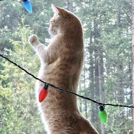 Enlarge Foxy, a Adoptable Domestic Medium Hair in Mount Shasta, CA image 6/6