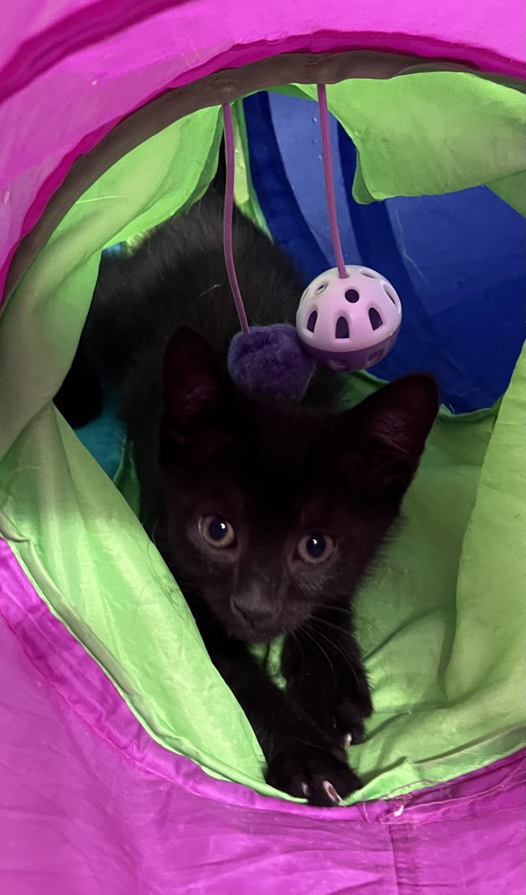 Dickey, adopted, Kitten Male Domestic Short Hair.