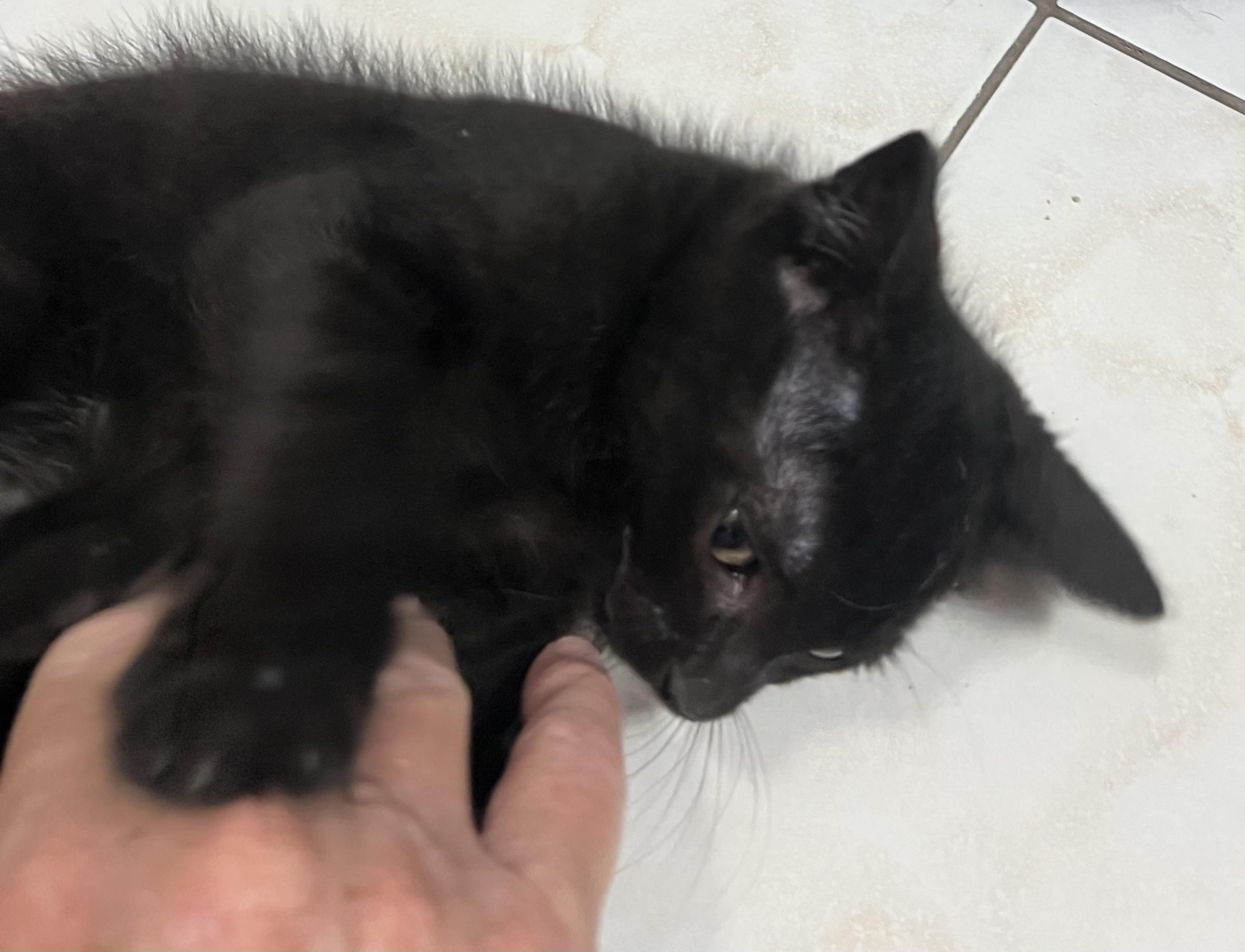 Enlarge Dickey, an adopted Domestic Short Hair in Knoxville, GA image 2/3