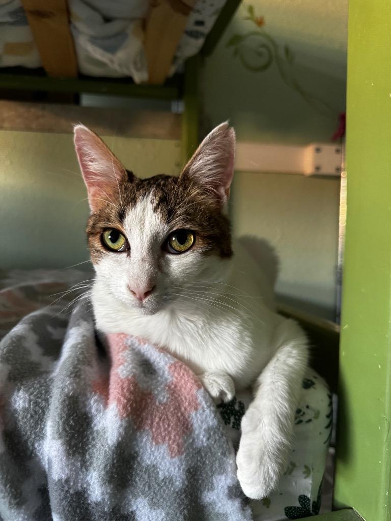 Jazz, a Adoptable mixed breed in Hot Springs, AR image 1/2