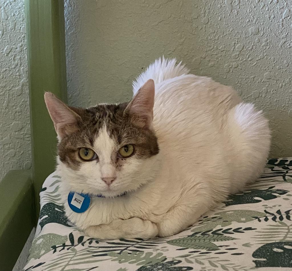 Jazz, Adoptable, Young Male Domestic Short Hair.