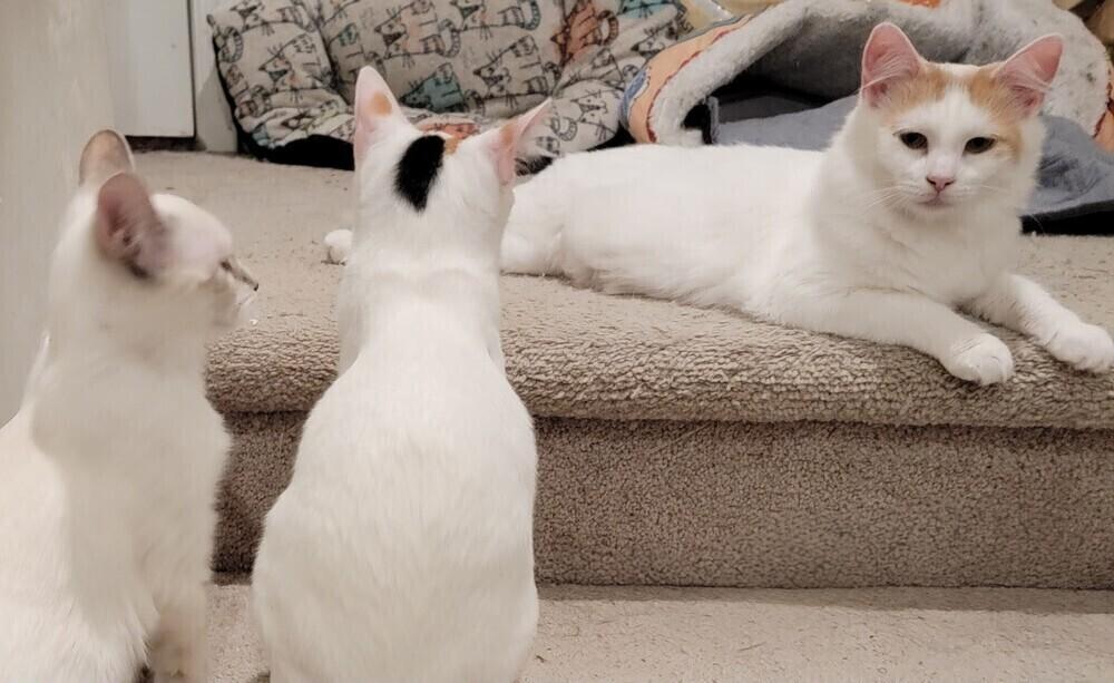 Cleocatra, Adoptable, Adult Female Turkish Van.
