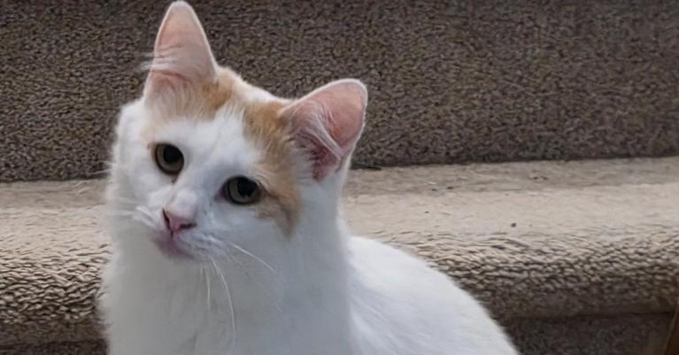 Enlarge Cleocatra, a Adoptable Turkish Van in Cary, NC image 2/4
