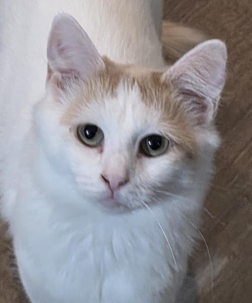 Enlarge Cleocatra, a Adoptable Turkish Van in Cary, NC image 3/4