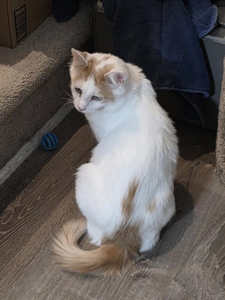 Enlarge Cleocatra, a Adoptable Turkish Van in Cary, NC image 4/4