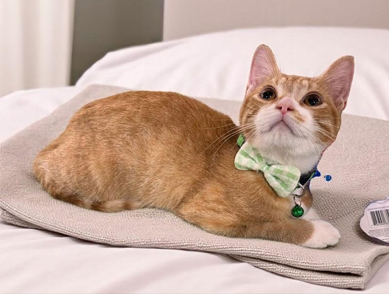 Enlarge Sunny, a Adoptable Tabby in Knoxville, TN image 3/3