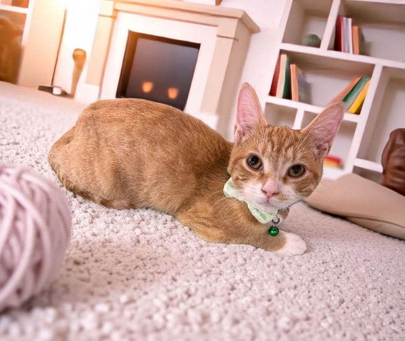 Enlarge Sunny, a Adoptable Tabby in Knoxville, TN image 2/3