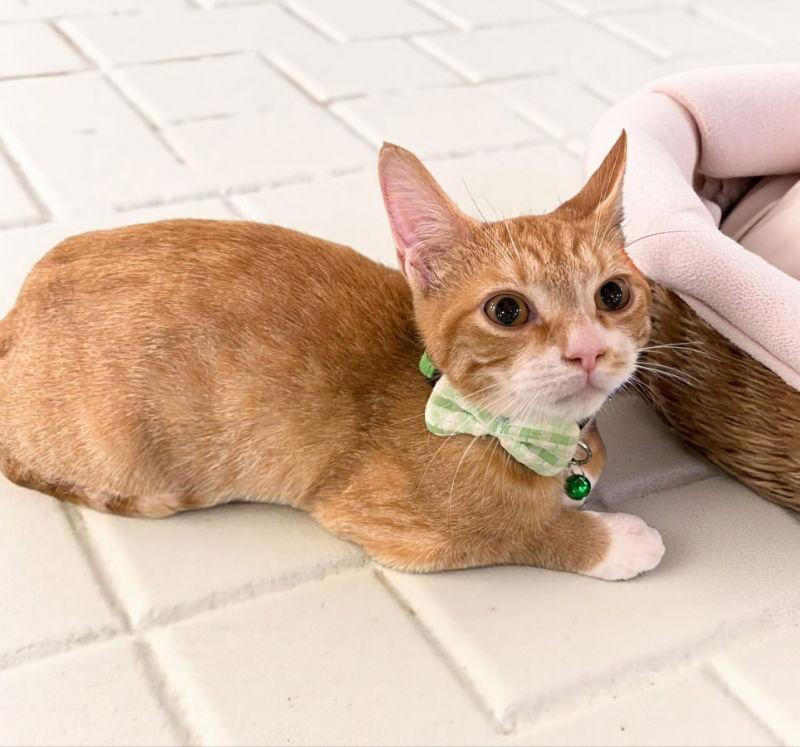 Enlarge Sunny, a Adoptable Tabby in Knoxville, TN image 1/3