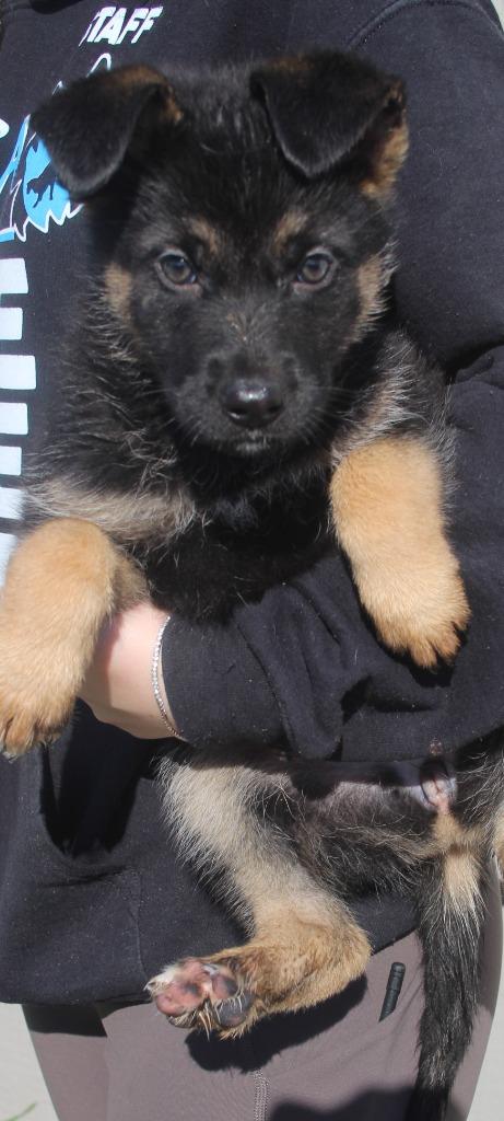 Enlarge Australia, a Adoptable mixed breed in Vacaville, CA image 1/1