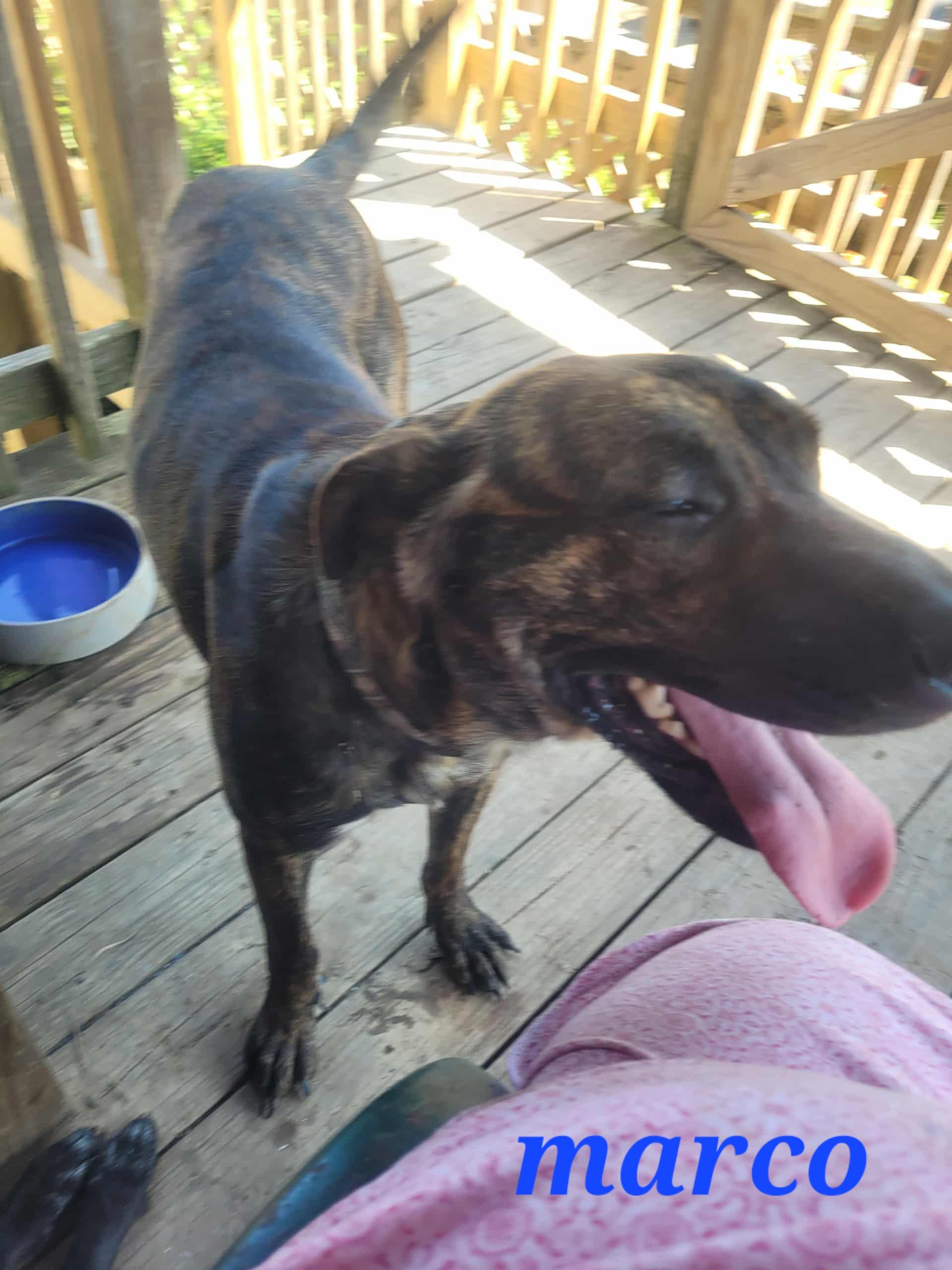 Marco, Adopted, Adult Male Plott Hound.