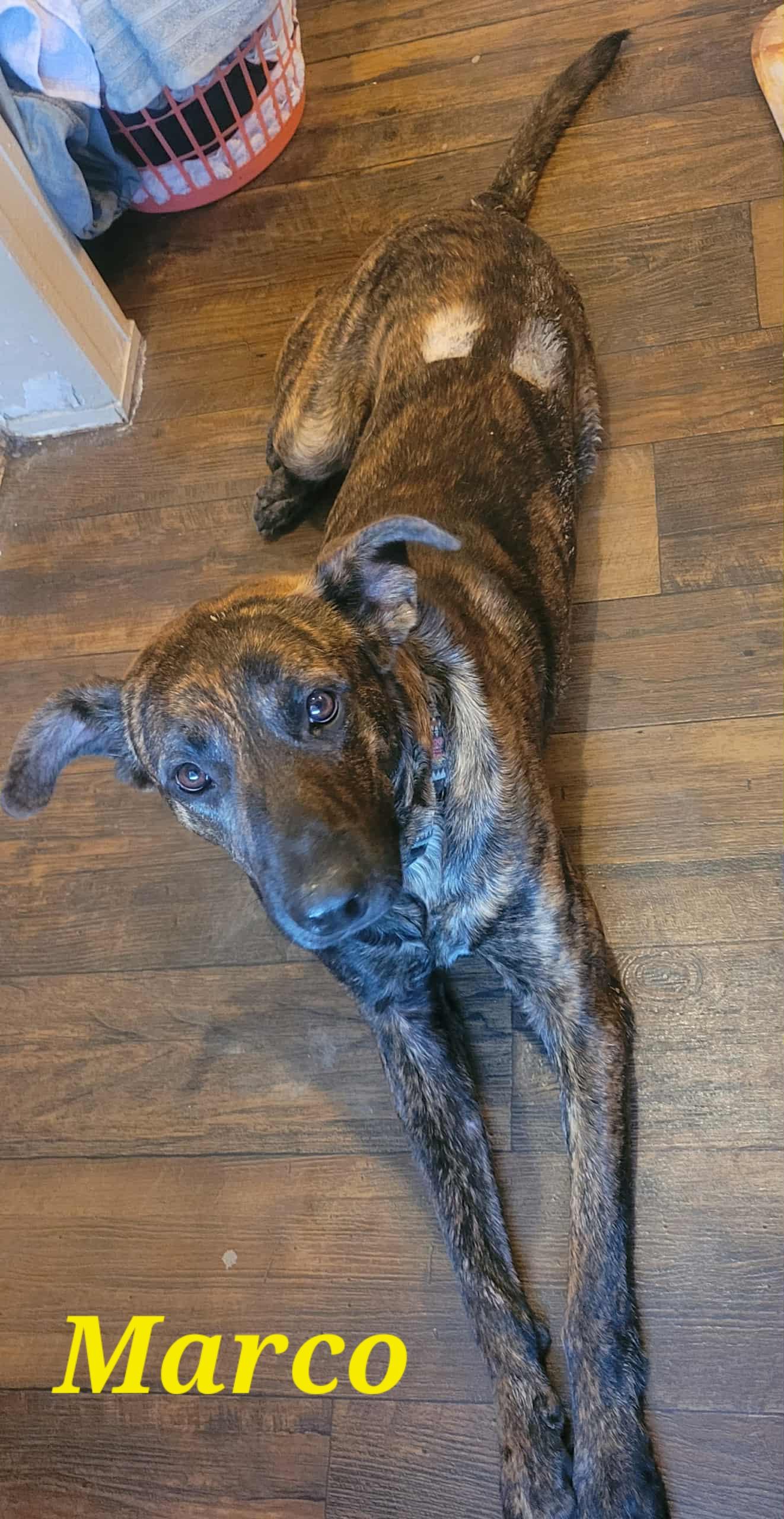 Enlarge Marco, a Adopted mixed breed in Hockley, TX image 2/3