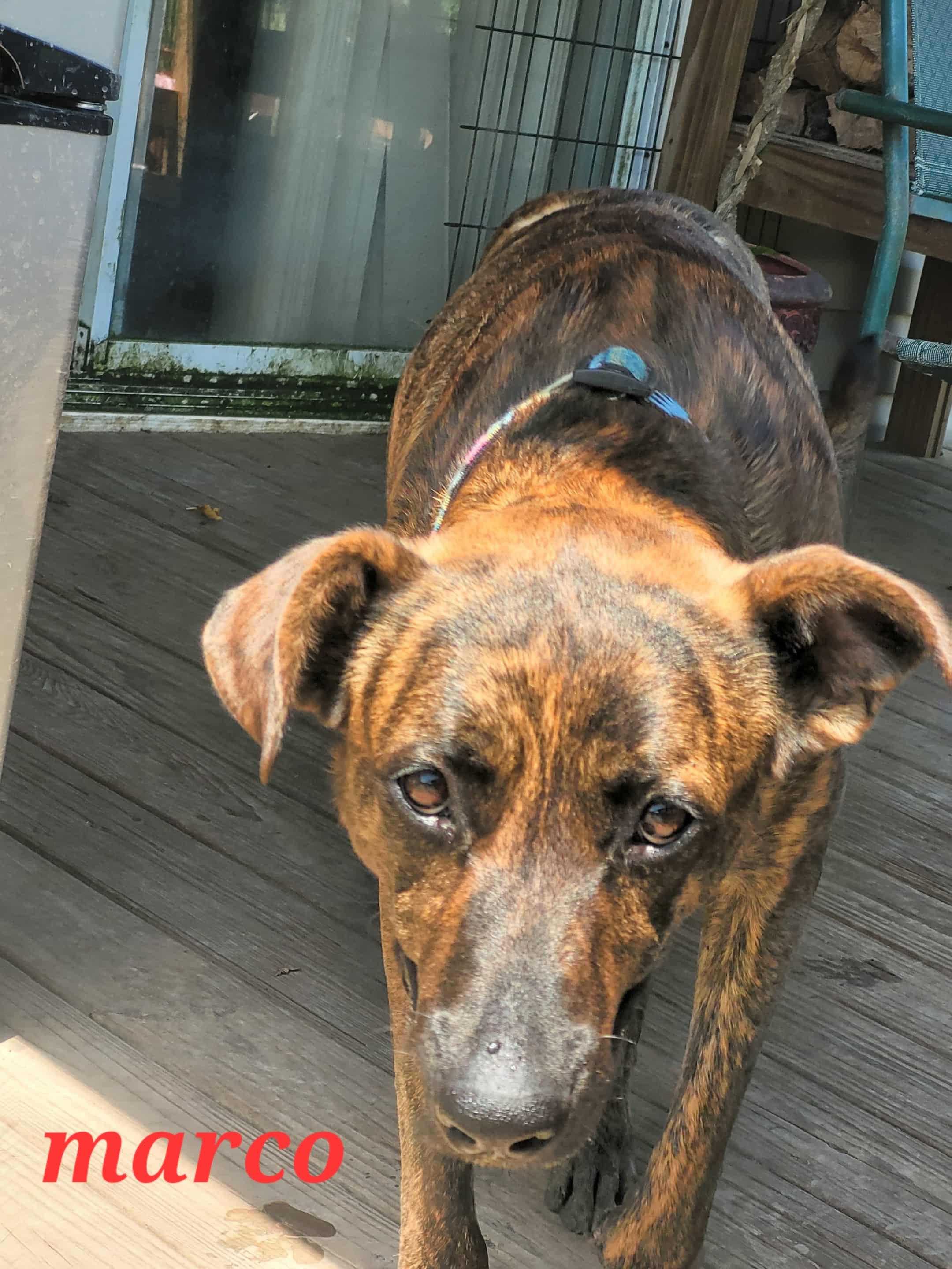 Enlarge Marco, a Adopted mixed breed in Hockley, TX image 3/3