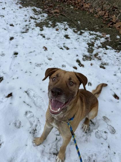 Hank, Adoptable, Puppy Male Labrador Retriever & Mixed Breed.