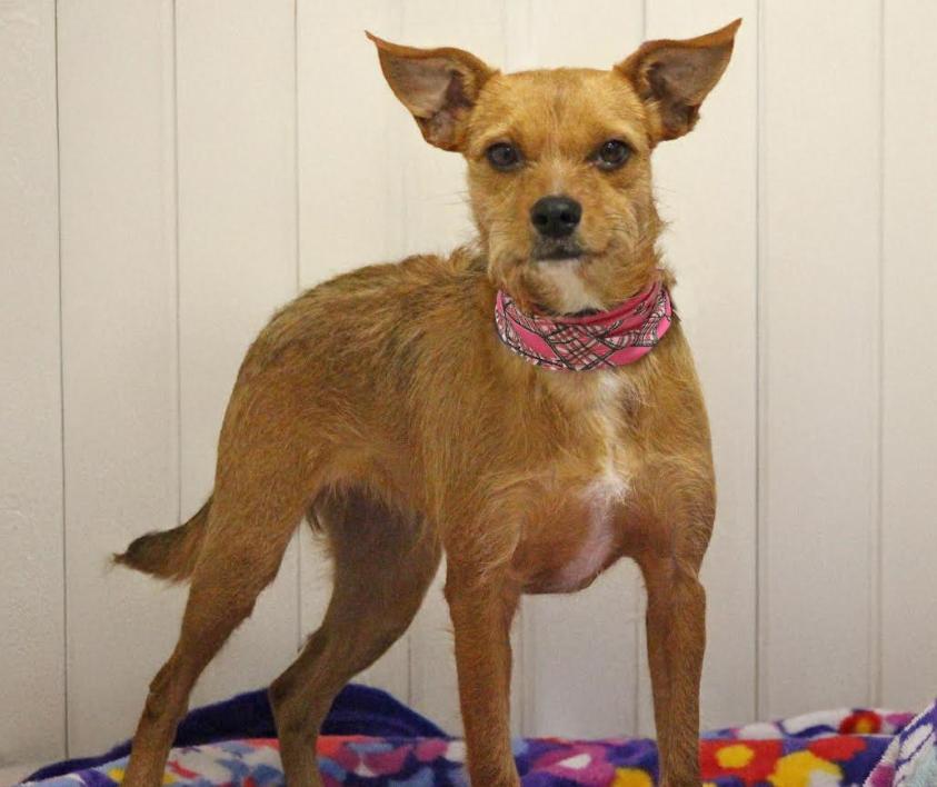 Sadie in TX, Adoptable, Young Female Terrier.