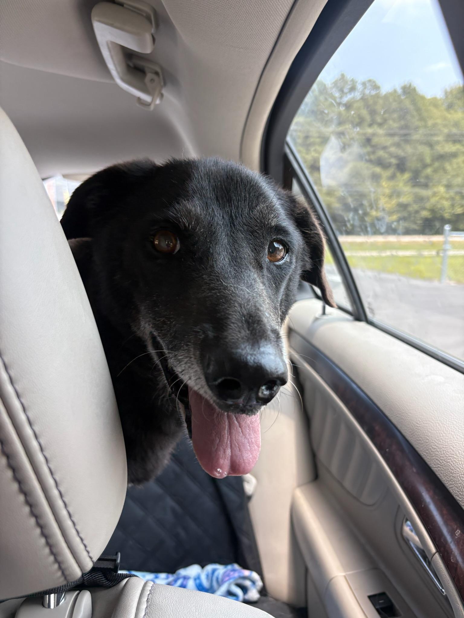 Daisy, a ADOPTABLE mixed breed in Nashville, TN image 4/4