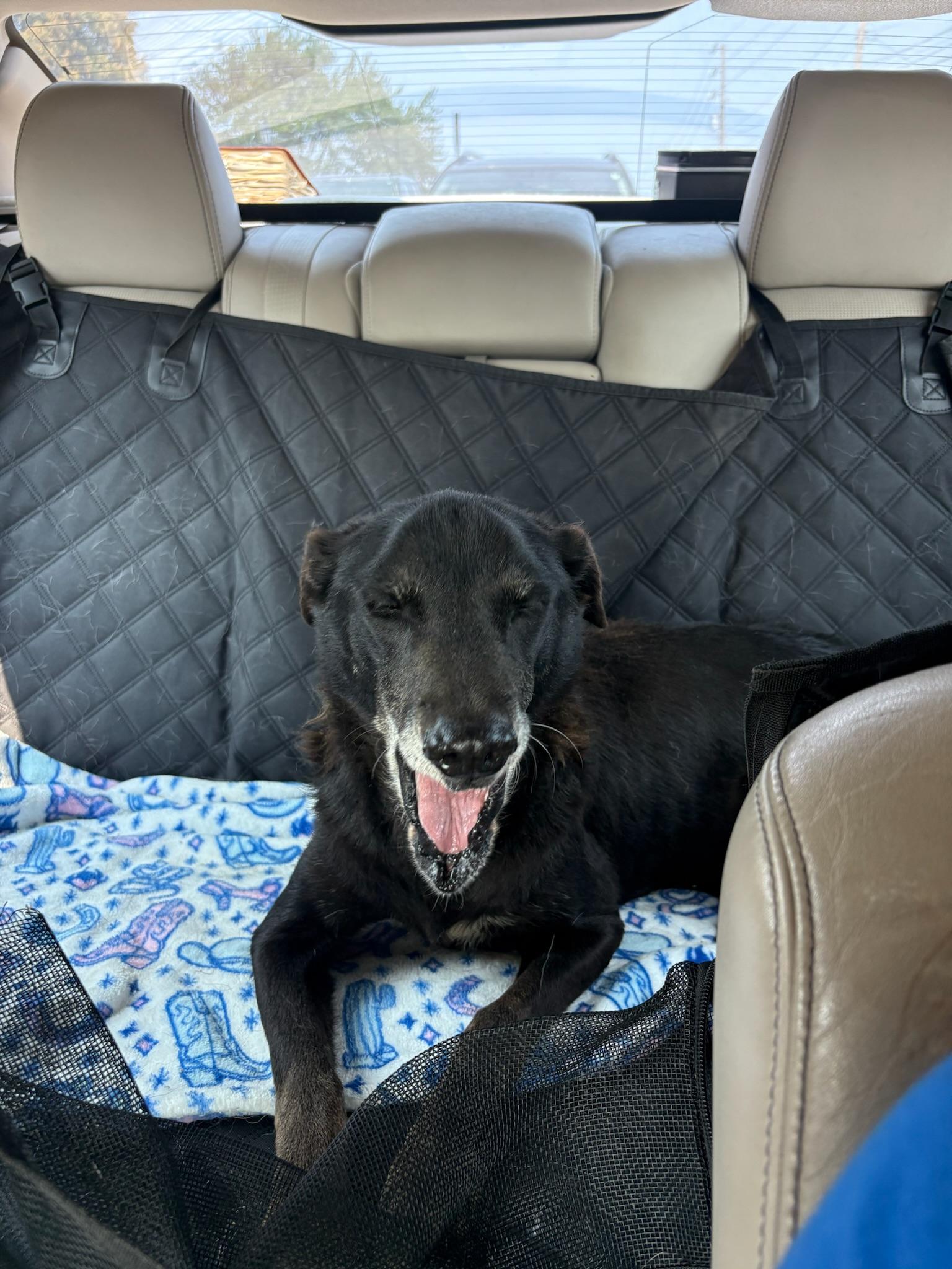 Daisy, ADOPTABLE, Senior Female Black Labrador Retriever.