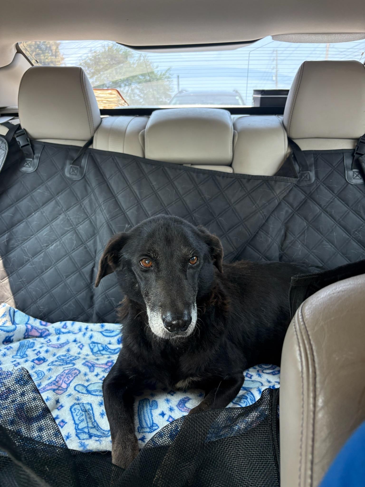 Daisy, a ADOPTABLE mixed breed in Nashville, TN image 2/4