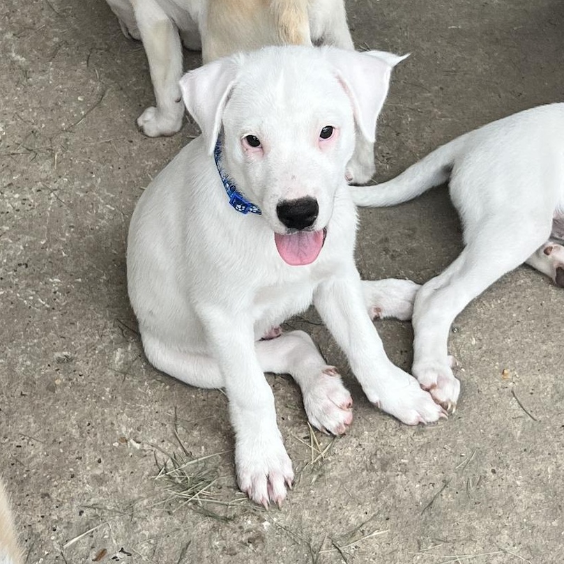 Freckles, Baby Male Labrador Retriever