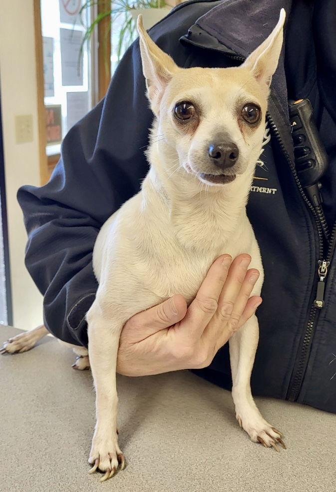 Thelma, Adoptable, Senior Female Chihuahua.