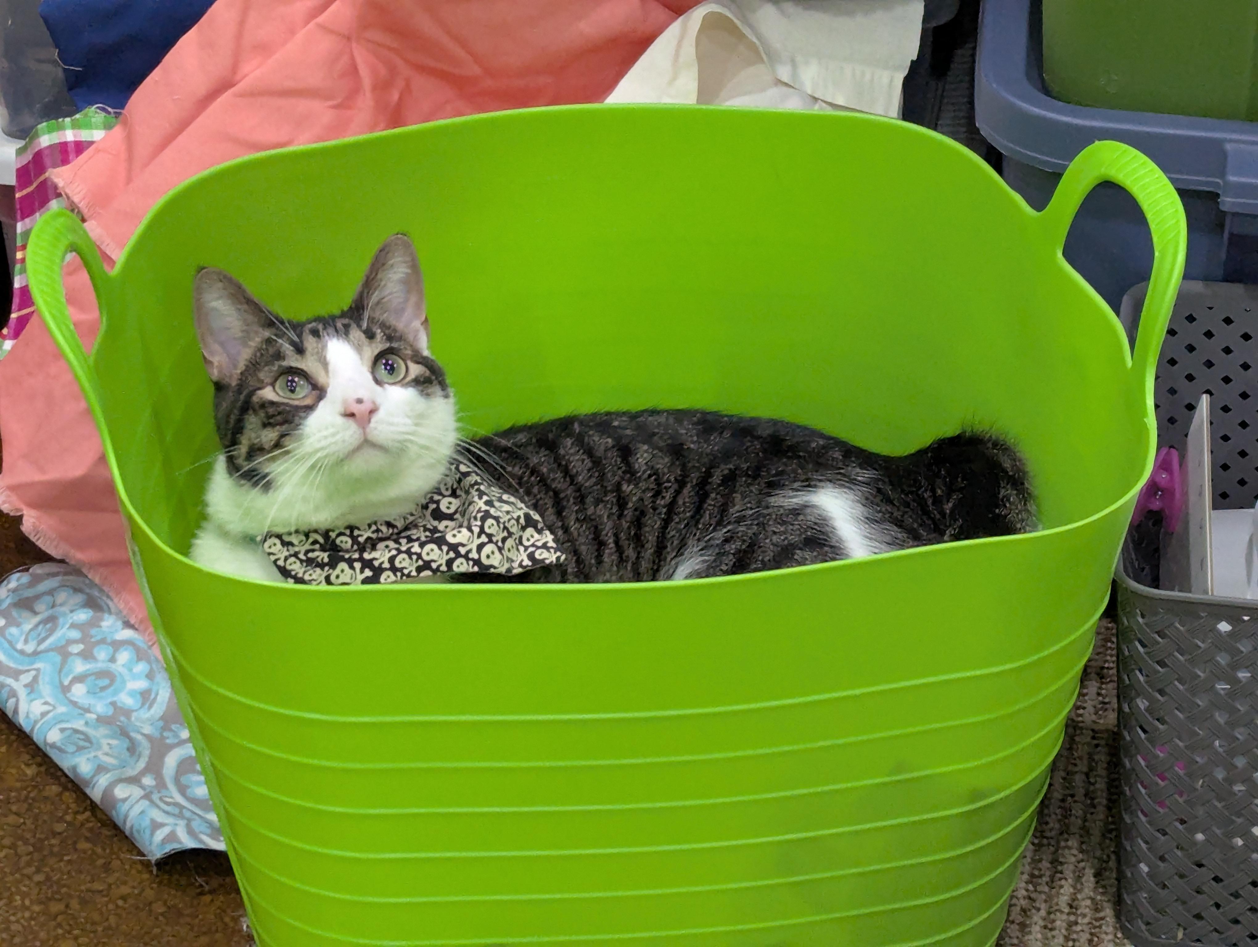 Cookies, an adoptable Domestic Short Hair in Sioux Falls, SD, 57109 | Photo Image 1