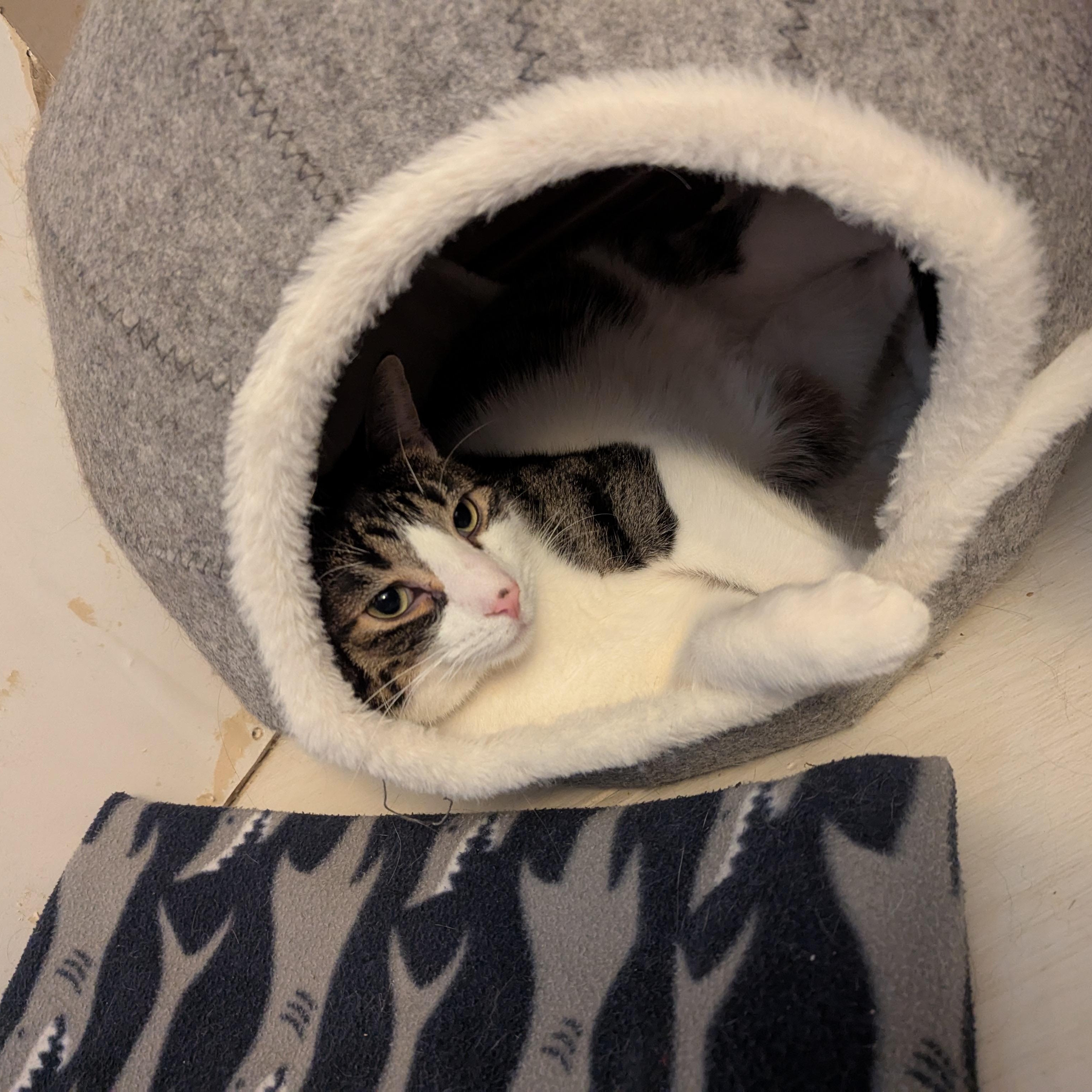Cookies, an adoptable Domestic Short Hair in Sioux Falls, SD, 57109 | Photo Image 2