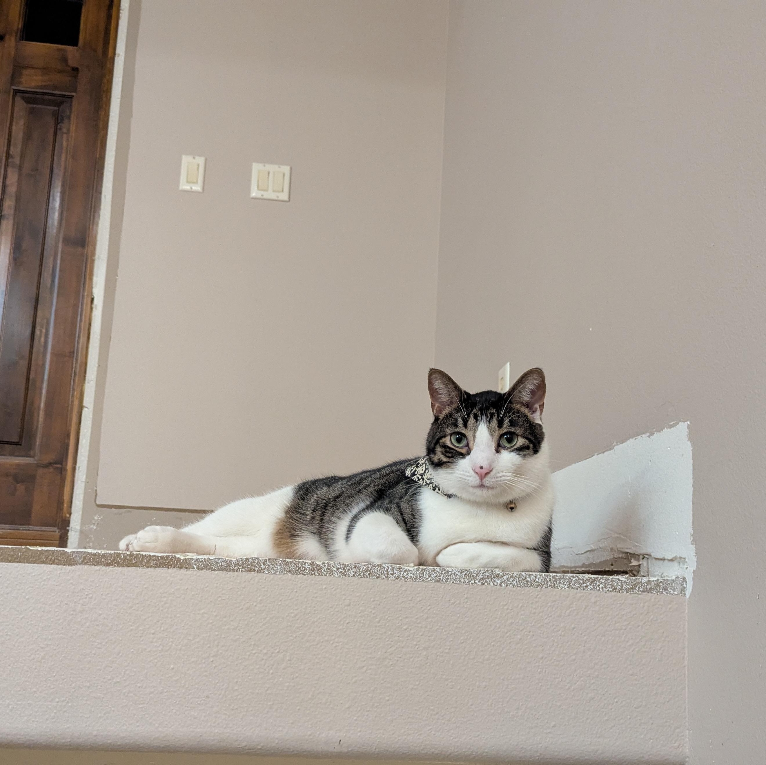 Cookies, an adoptable Domestic Short Hair in Sioux Falls, SD, 57109 | Photo Image 3