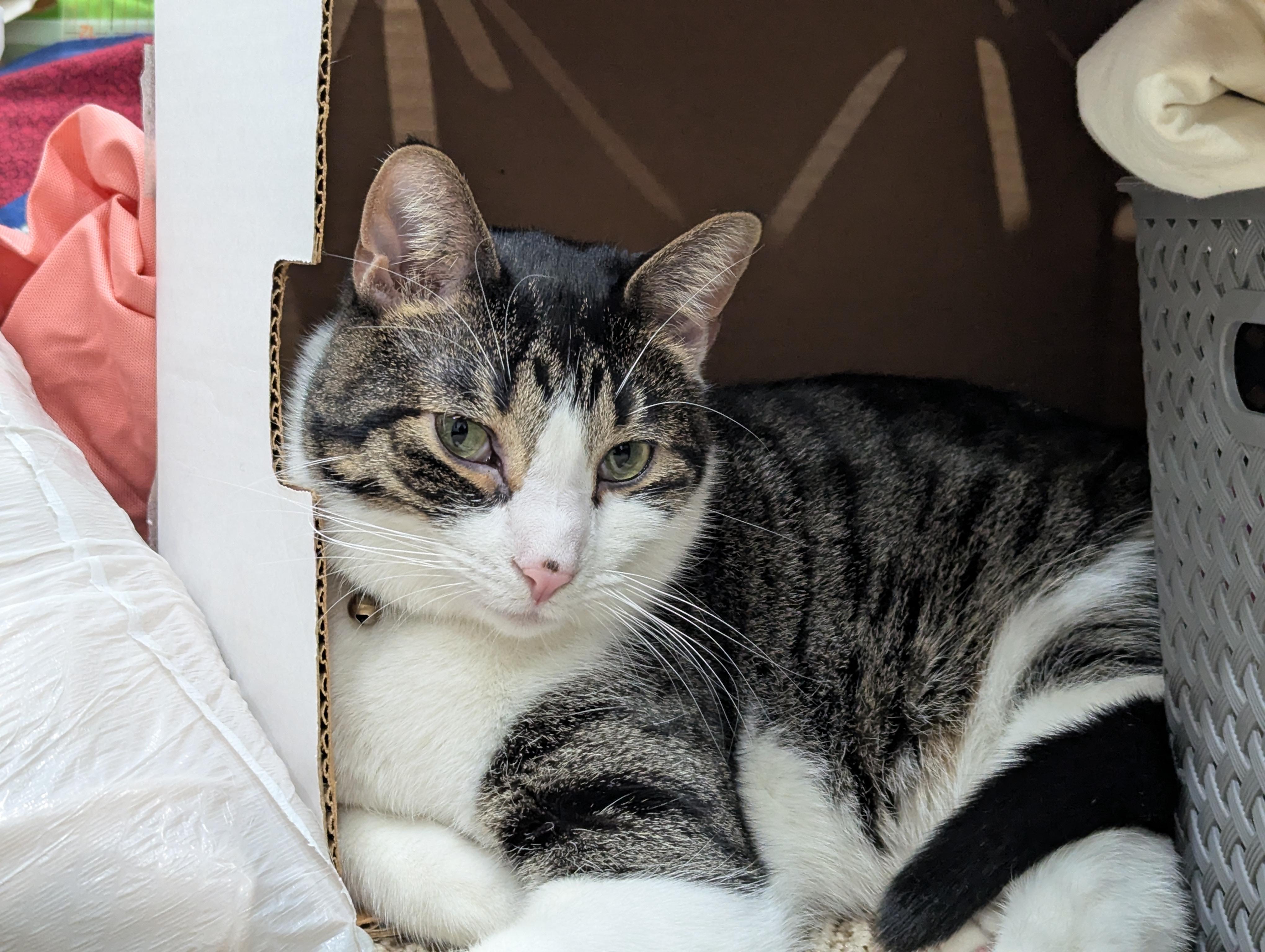 Cookies, an adoptable Domestic Short Hair in Sioux Falls, SD, 57109 | Photo Image 5
