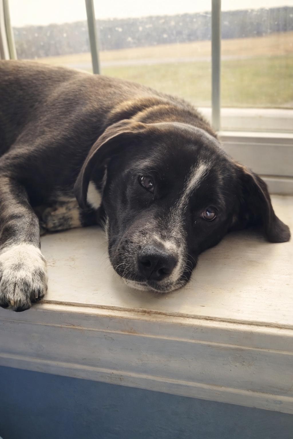 Oreo Rumi , ADOPTABLE, Young Female Mixed Breed.