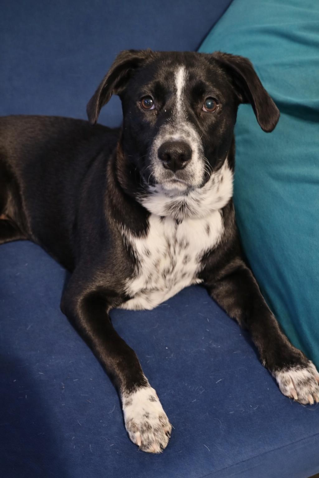 Oreo Rumi — thumbnail 2