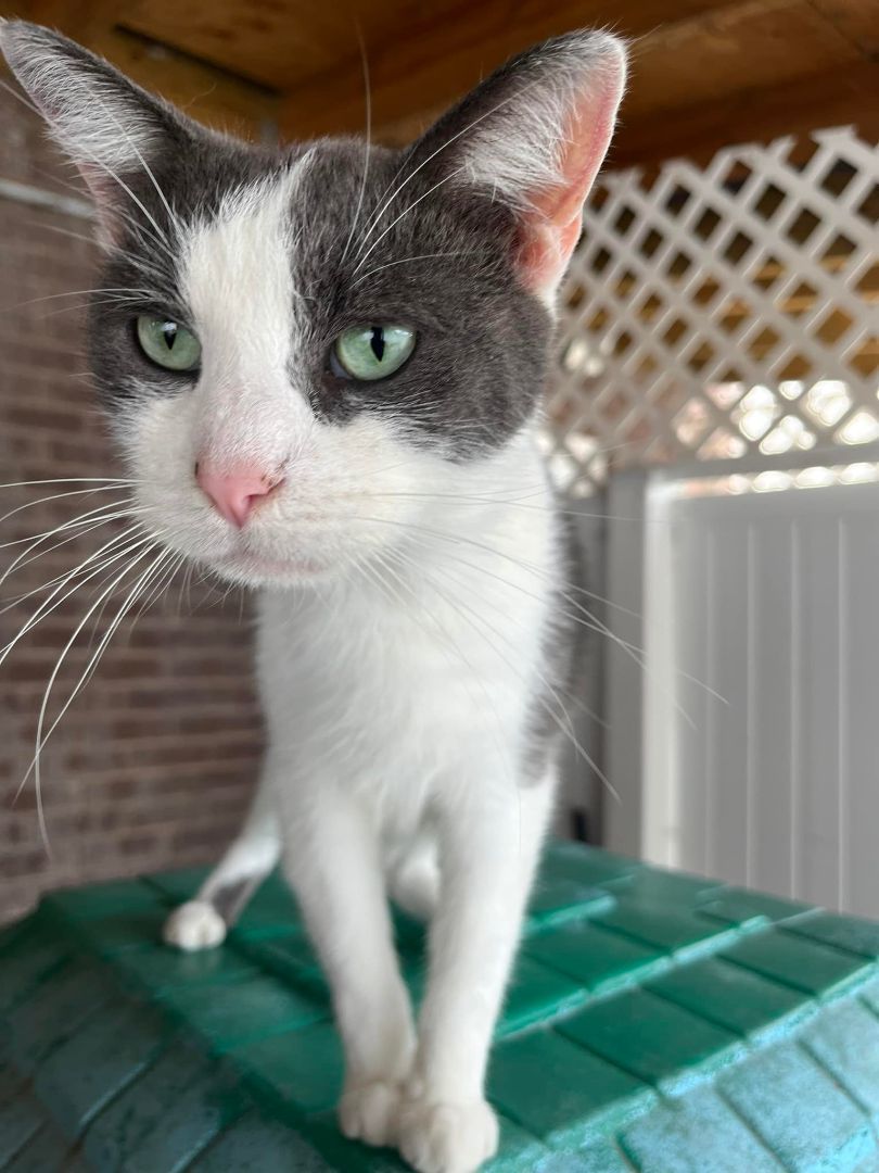Enlarge Tyrell, a Adoptable American Shorthair in Marion, IN image 1/1
