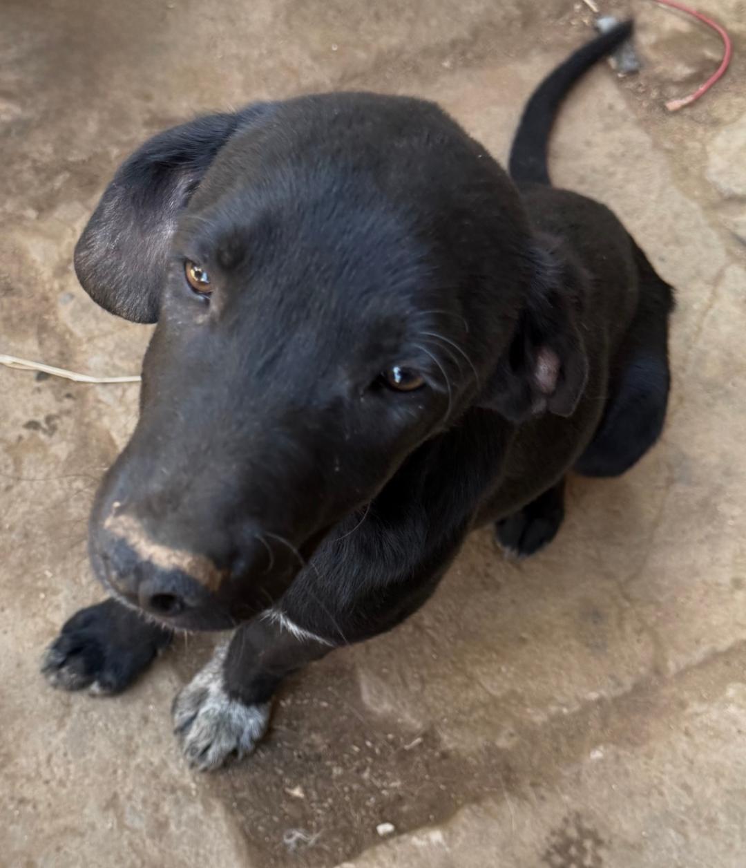 Enzo, a Adoptable mixed breed in San Ysidro, CA image 4/5