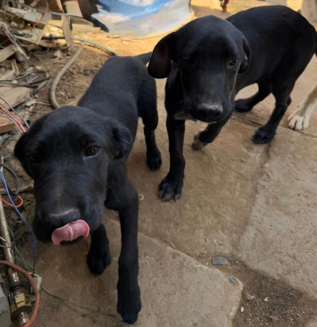 Enzo, a Adoptable mixed breed in San Ysidro, CA image 3/5
