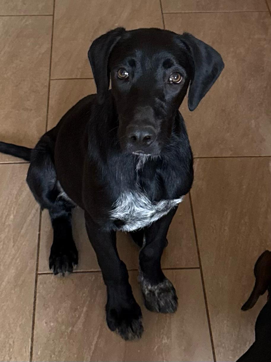 Enzo, a Adoptable mixed breed in San Ysidro, CA image 1/5