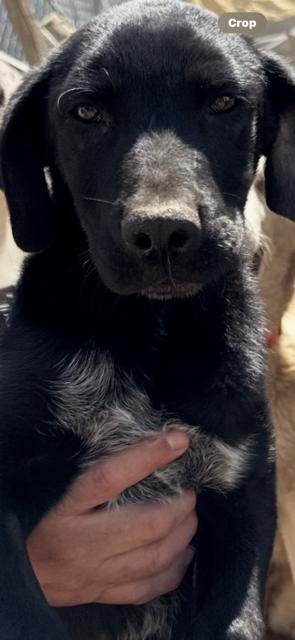 Enzo, a Adoptable mixed breed in San Ysidro, CA image 5/5