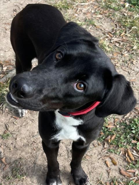 Enlarge AQUA, a Adoptable mixed breed in Texas City, TX image 1/2