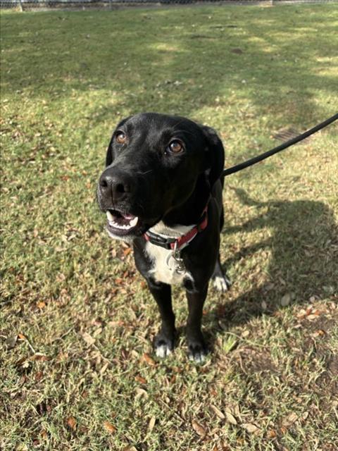 AQUA, Adoptable, Young Female Labrador Retriever & Mixed Breed.