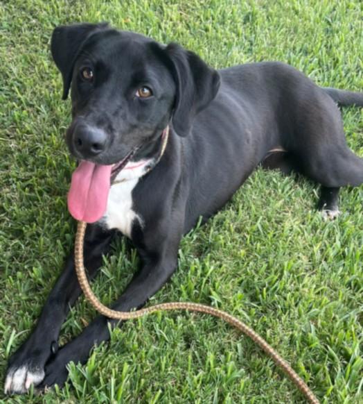 Enlarge AQUA, a Adoptable mixed breed in Texas City, TX image 1/1